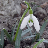 snežienka jarná     Galanthus nivalis L.