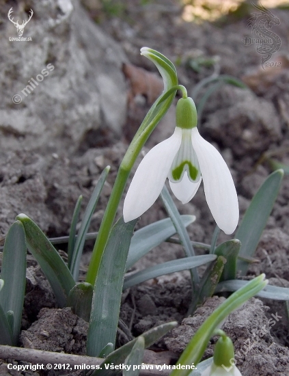 snežienka jarná     Galanthus nivalis L.