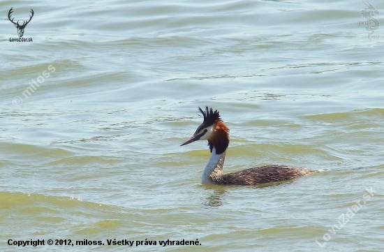 potápka chochlatá  --  Podiceps cristatus