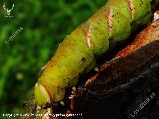 lišaj orgovánový -( husenica ) Sphinx ligustri