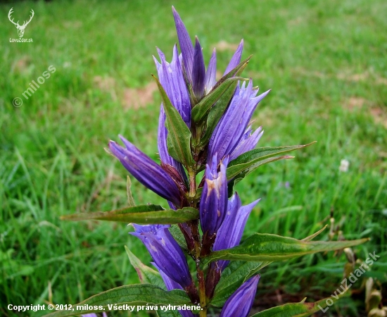 horec luskáčovitý   --  Gentiana asclepiadea