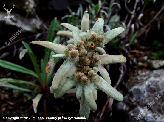 plesnivec alpínsky  --  Leontopodium alpinum