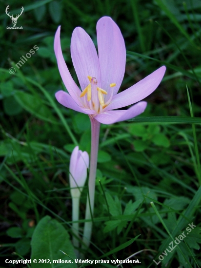 jesienka obyčajná  - Colchicum autumnale L.