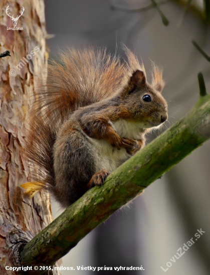 veverica stromová   --  Sciurus vulgaris L.