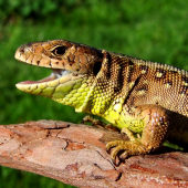 Jašterica krátkohlavá (Lacerta agilis)