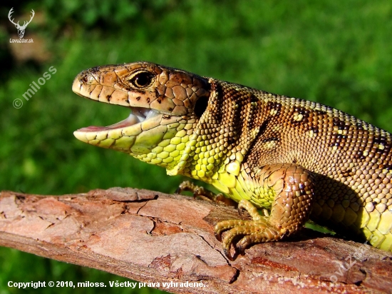 Jašterica krátkohlavá (Lacerta agilis)