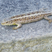 jasterica obycajna-Lacerta agilis