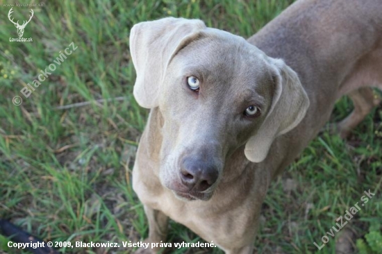 Axa - weimaraner 2