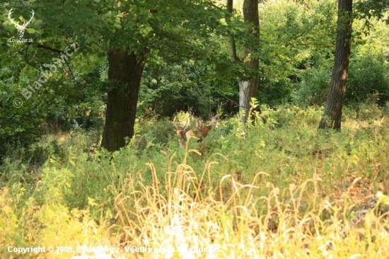 Oskoruše im chutia