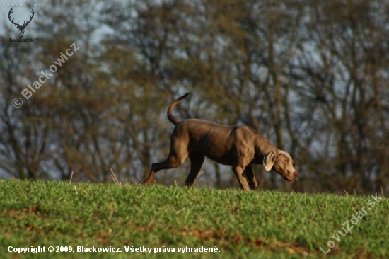 Axa - weimaraner