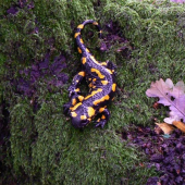 Salamandra