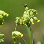 Prvosienka jarná - Primula veris