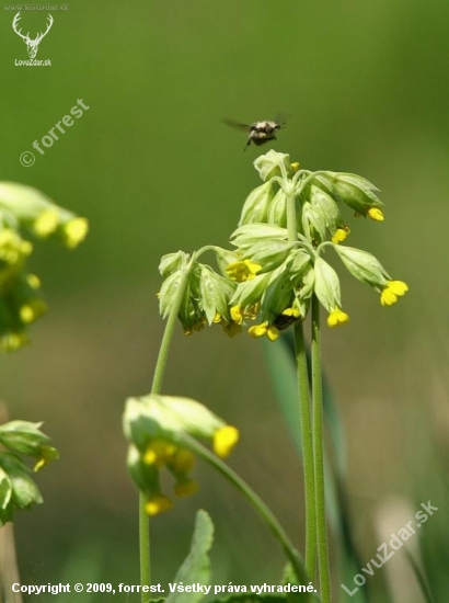 Prvosienka jarná - Primula veris