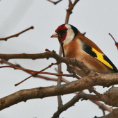 Carduelis