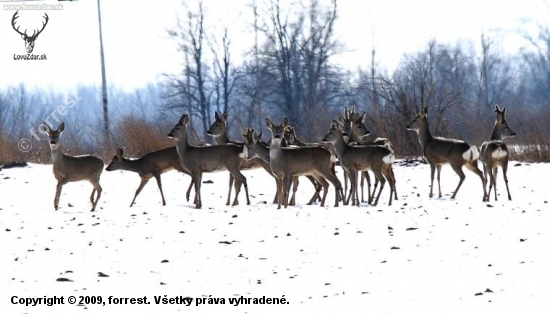 Srnčia v protisvetle