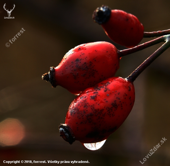 Rosa canina