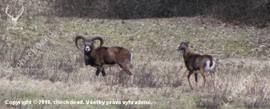 muflón lesný