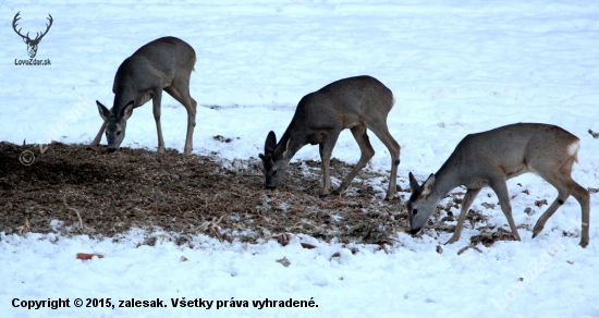 na krmovisku