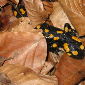 Salamandra