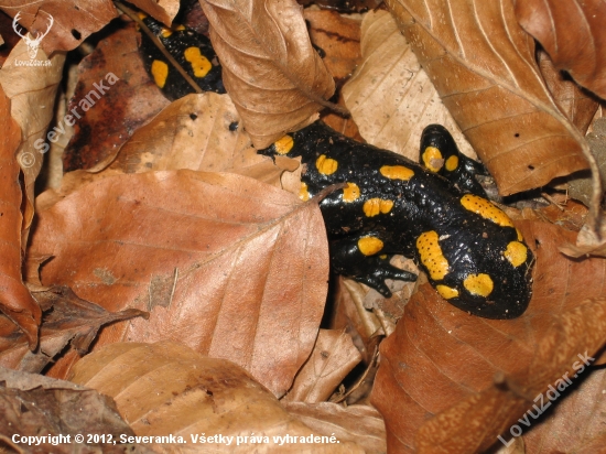 Salamandra