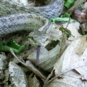 Užovka hladká - Coronella austriaca