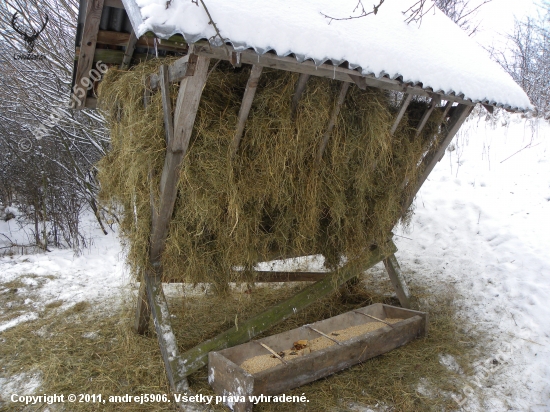 Dnešné prikrmovanie