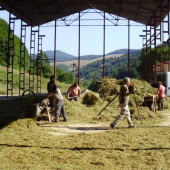 priprava krmiva na zimu šečkovanim zrna