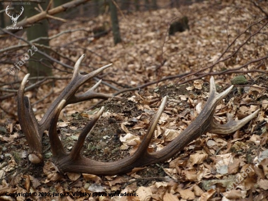 male len 1,8kg potešia