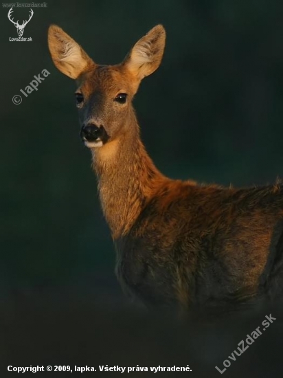 srnčí portrét