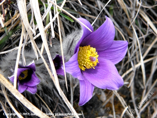 Poniklec slovenský (Pulsatilla slavica)