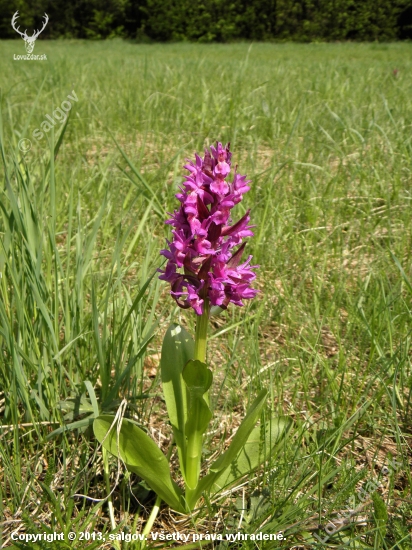 Vstavač obyčajný (Orchis morio)