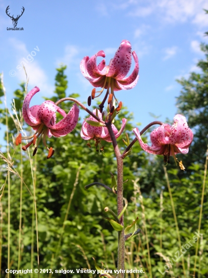 Ľalia zlatohlavá (Lilium martagon)