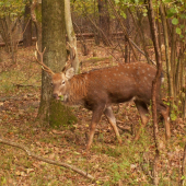 Jeleň sika