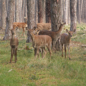 Jelenice sika s potomkami.