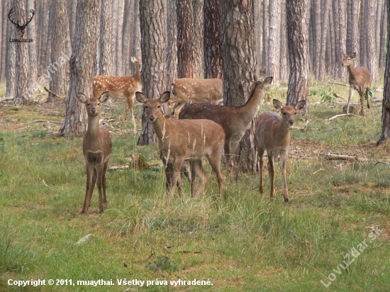 Jelenice sika s potomkami.