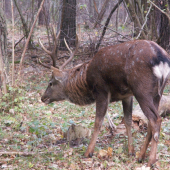 Jeleň sika