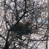 Kuna[odpočinok na strome]