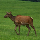 Laň[narkotiká nezabrali]