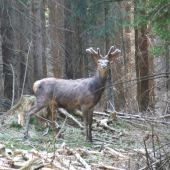 Jeleň - v lyku