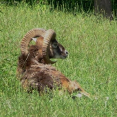 Muflon - odpočinok