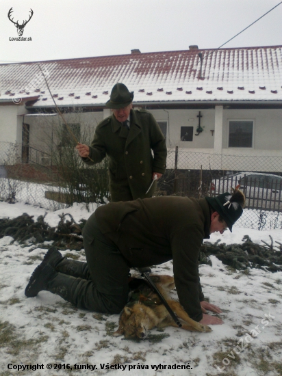 Pasovanie-šakal zlaty