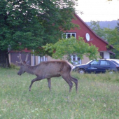 návšteva...