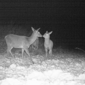 rodičovska pusa