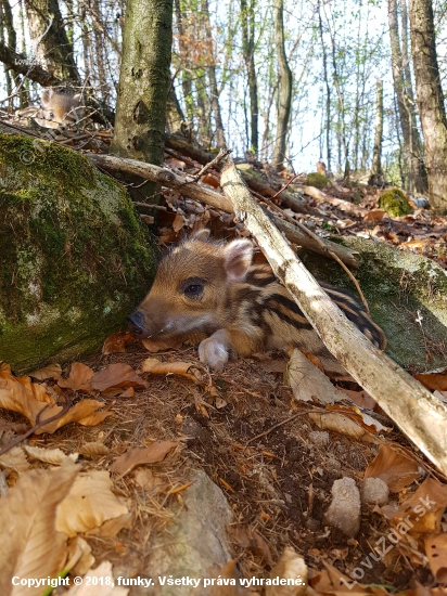 Buduci rytier lesa