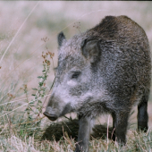 lanštiak