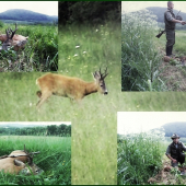 Ulovenie srnca so všetkým čo ktomu patrí