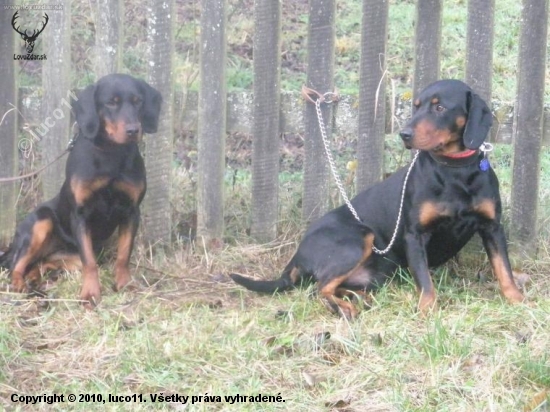 Osa (vlavo) a Sonny (vpravo)