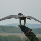 Falco Peregrinus