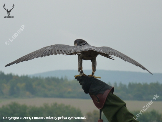 Falco Peregrinus