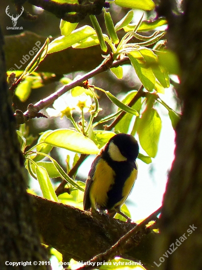 Parus Major